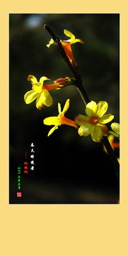 迎春花, 你是春天的使者