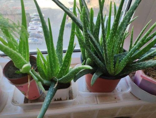 芦荟根断了水栽怎么栽？能否重新生根发芽