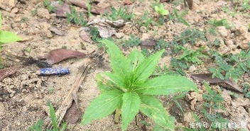中国凤仙花种子怎么种？如何培育出美丽的花朵