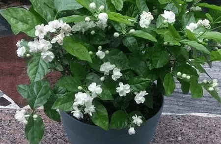 如何挑选适合的花卉品种？