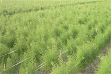 四、 使用多菌灵的注意事项