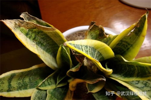如何让树叶干而不卷曲？保持叶片完整