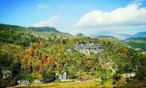 黄金枫的美丽之谜：寻找观赏胜地