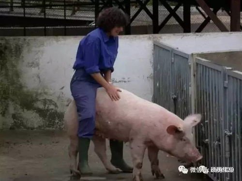母猪输精成功率为何总被一鞭子毁掉？