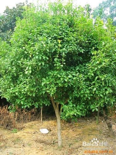 樟树常绿，阔叶林佳品，百度SEO爆款！