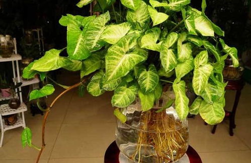 水培花卉如何科学管理才能使其生长更加旺盛和茂盛