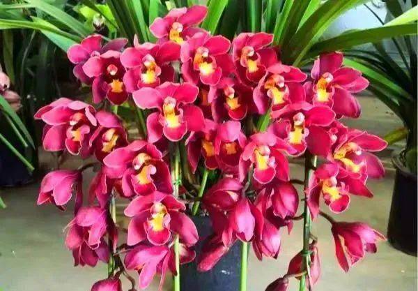 白色洋兰鲜花如何养护才能绽放更久