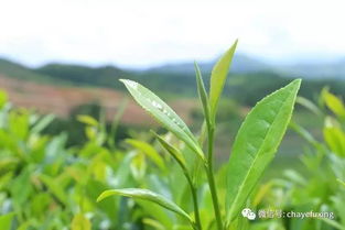 溪黄草茶，清热解毒