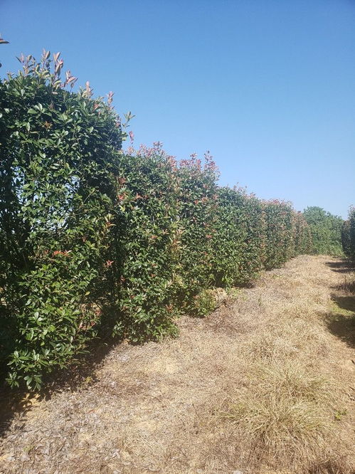 一米的红叶石楠球，你知道吗？