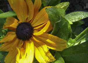 花花世界里的变色大师