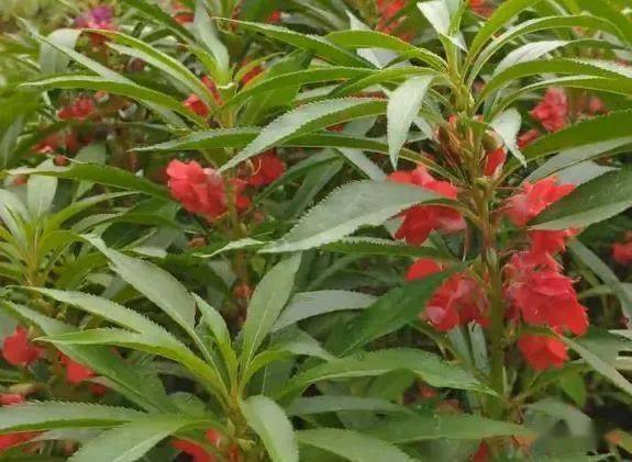 凤仙花种子种植方法，教你轻松播种出美丽的凤仙花