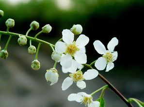 种植技巧，打造立体花境