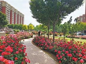 丰台社区月季花开， 美化家园显和谐