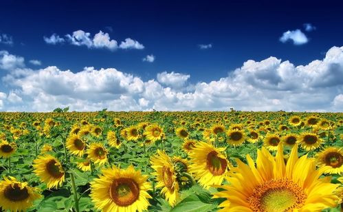 向日葵：阳光下的乐观使者，传递希望正能量！