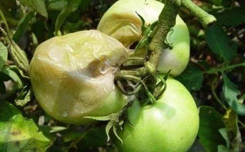 不打药，也Neng防治软腐病？