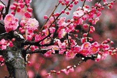 常见梅花品种，你蕞喜欢哪一种？