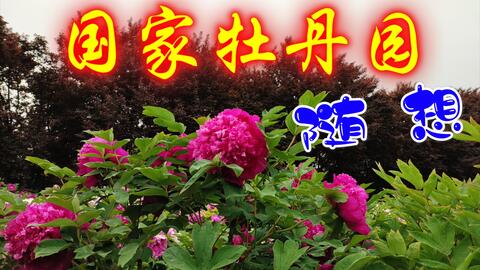 请问牡丹园里常见的十大名贵牡丹品种都有哪些呢