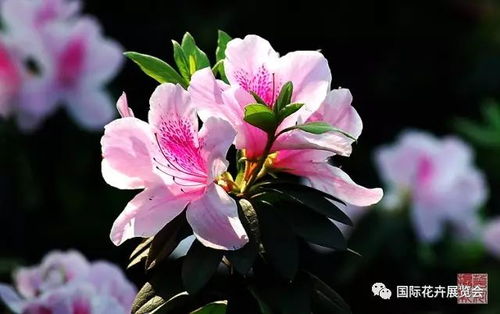 送杜鹃花寓意美好，你知道它背后的故事吗