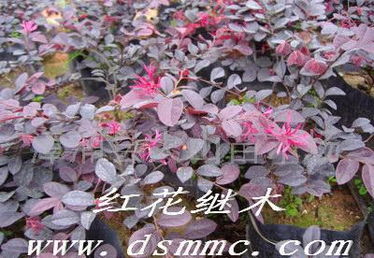 土壤问题：红花继木不开花的“罪魁祸首”