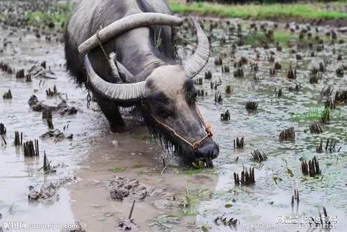 揭秘牛为何无上牙：畜牧业中的关键未解之谜