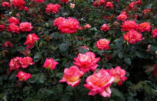 大花月季栽培管理，让我们月月花开！