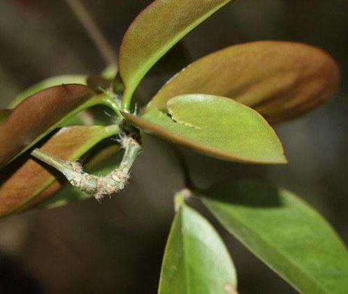 玉兰花嫁接用樱花树？这些树木嫁接亲和力强吗