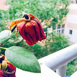 玫瑰花枯萎了咋办呢？我来告诉你！