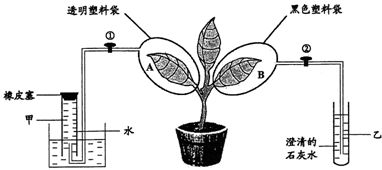 趣味植物：探索自然的无穷魅力