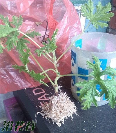 薰衣草扦插生根周期是多久？如何操作才能提高成活率