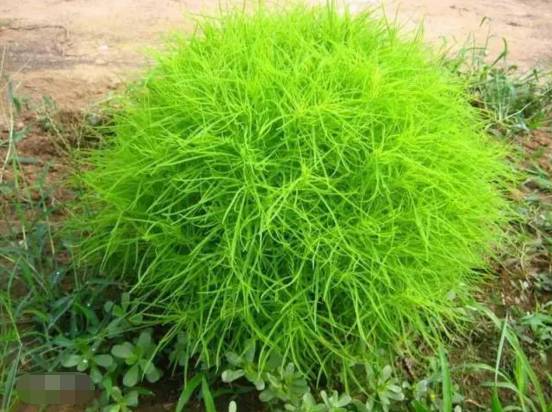 秋播地肤草，可行吗？