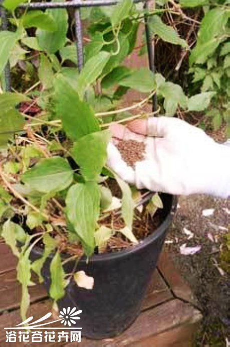 修剪，不只是剪剪那么简单