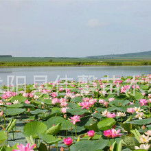 荷花的食用与药用价值