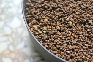 如何从生石花中取出种子嗯？