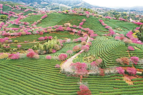薰衣草：花香四溢，蜜蜂纷纷而至