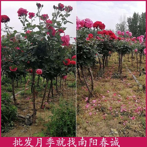 大花月季、 丰花月季和微型月季的修剪方法