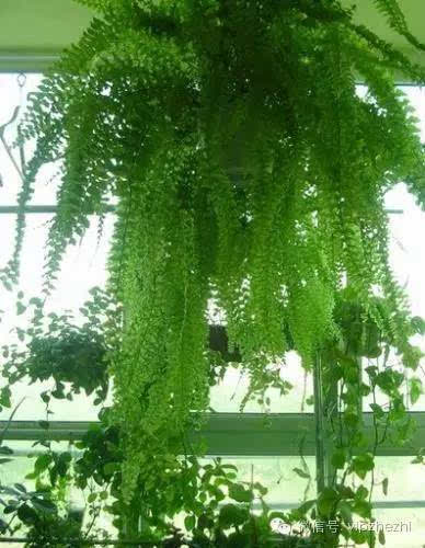 吸甲醛最好的植物是啥？这几个品种一定要知道