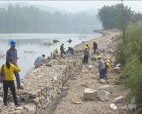 河边不怕水淹的花儿们，一起来认识它们吧！