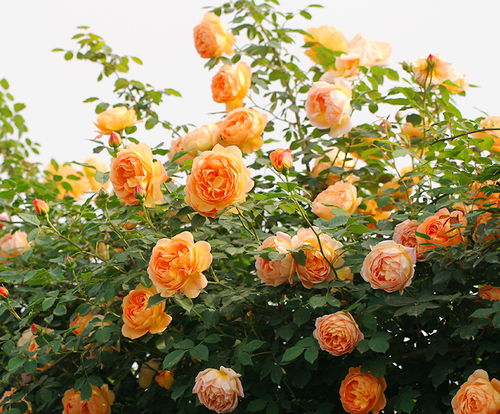 了解胭脂扣月季：一种耐阴抗贫瘠的藤本