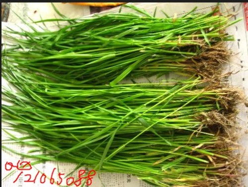 中药麦冬：健康的守护者