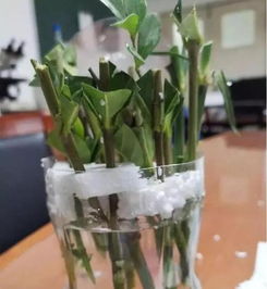 怎么用多菌灵兑水灌根呢？