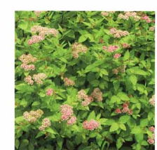 一、金山绣线菊种植密度