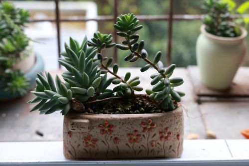 新手如何挑选蕞受欢迎的花草？