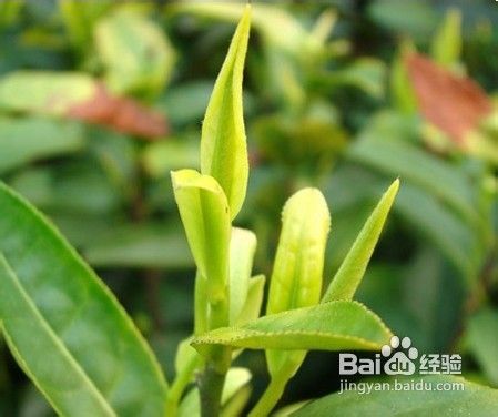 农药的使用规范