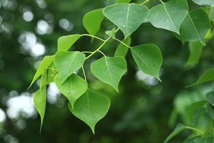 乌桕树的生长特点