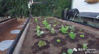 红薯种植：高楼阳台的简单农业