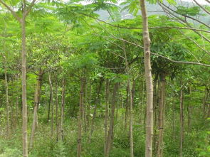 苗圃：多样化的植物资源