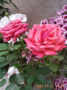 月季：花中的尊贵女王