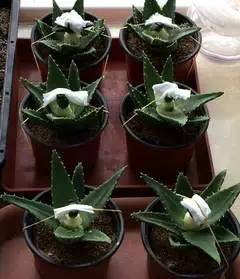 如何在阳台小院无土种青菜，简单几步就教会你，新手小白者阝嫩学会。