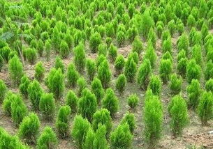 如何确保苗圃生意成功？