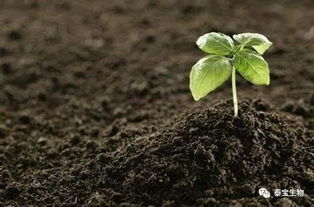 五招轻松调整偏碱土壤成酸性土